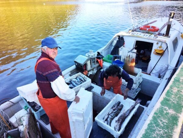 Merluza Austral filetes Pesca artesanal de Aysén - Imagen 3