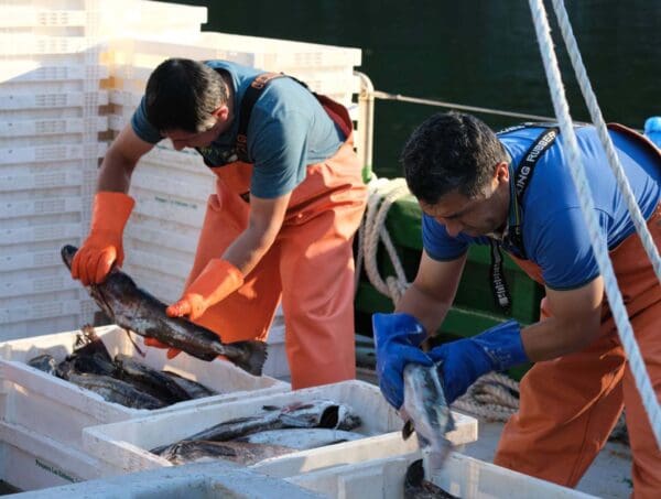 Merluza Austral filetes Pesca artesanal de Aysén - Imagen 4